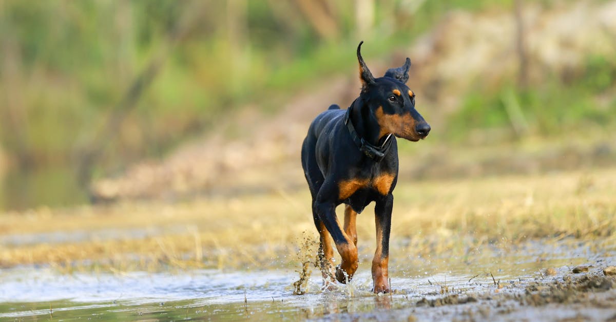 découvrez les enjeux et les conséquences de l'invasion terrestre, un phénomène aux multiples facettes qui impacte l'environnement, les sociétés et l'économie. explorez les causes, les acteurs et les solutions possibles face à cette problématique cruciale.